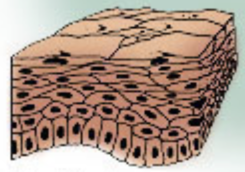 Which epithelial tissue is this?