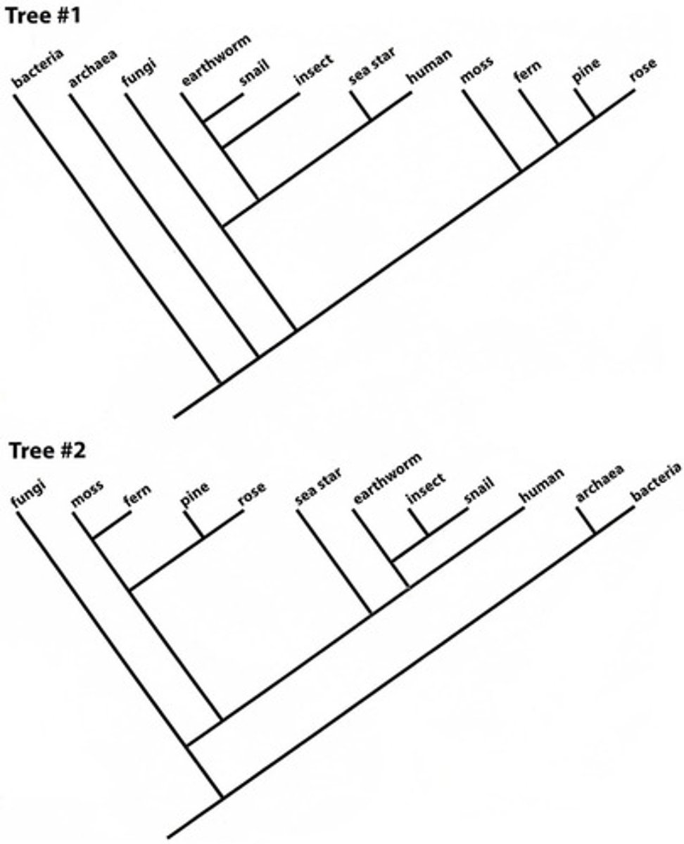 <p>On which of the phylogenies above do Fungi and Metazoa form a clade?</p>
