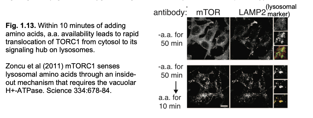 <p>Localisation→ seen with immunofluorescent miscopy </p><ol><li><p>In starvation→ mTORC1 is localised to the cytosol <strong>inactive</strong></p></li><li><p>When aa available→ <strong>activate</strong>→goes to surface of lysosomes</p></li><li><p>Here is it regulated by all signallig machinery on the lysosome surface that respond to signals of</p><ul><li><p>aa abundance (<strong>Via Rag/Regulator</strong> pathway)</p></li><li><p>glucose</p></li><li><p>oxygen</p></li><li><p>growth factors (<strong>via TSC/Rheb pathway</strong>)</p></li></ul></li><li><p>Lysosomes <strong>themselves</strong> are dynamic</p><ul><li><p>transported by MT based motors</p></li><li><p>aa availability can lead to relocalization from <strong>peri-nuclear</strong> to the cell periphery</p></li></ul></li></ol><p></p>