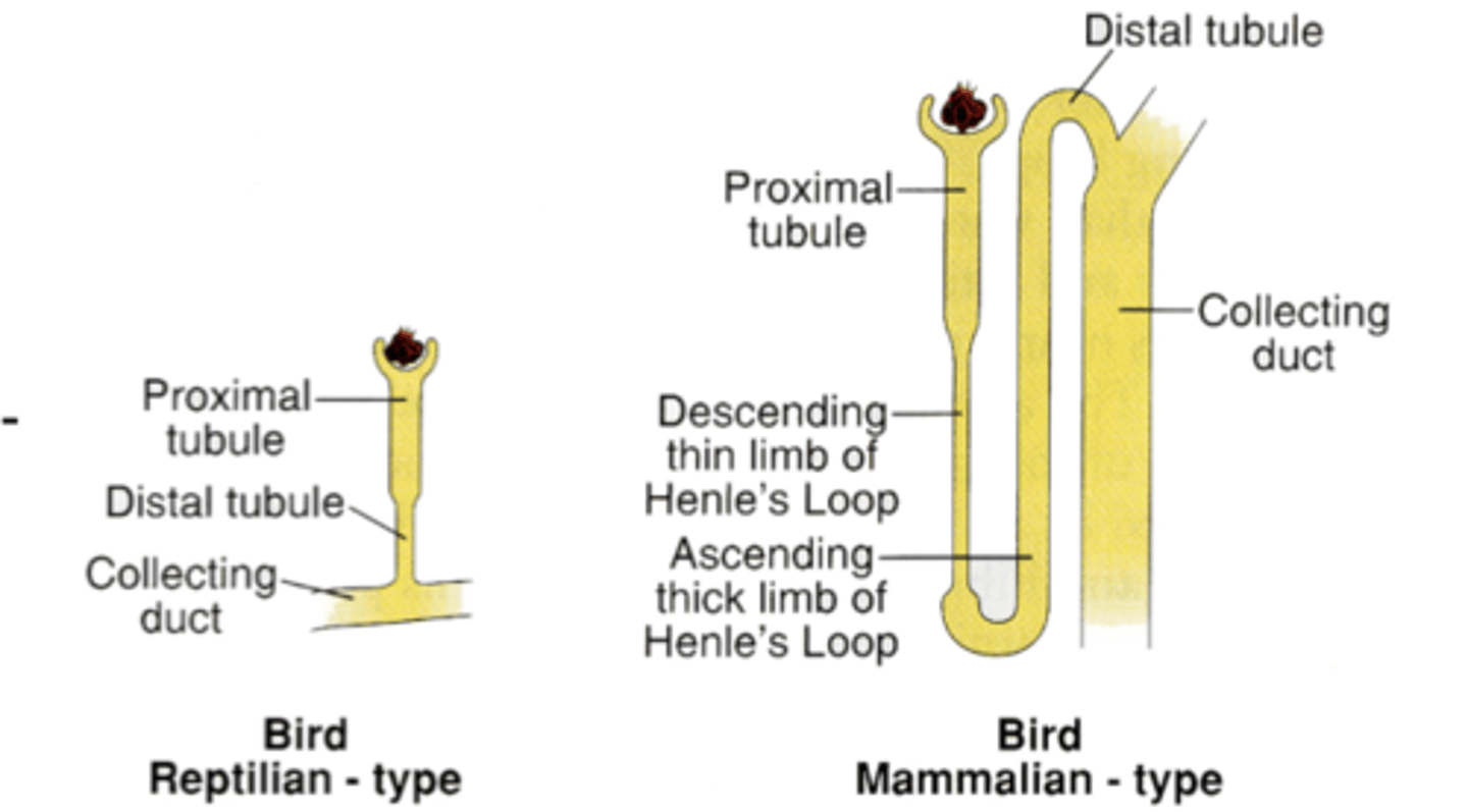 <p>- 6 kidney lobes</p><p>- 2 types of nephrons (work the same as humans)</p><p>- some have the loop of henle (similar to mammal) some are loopless (like reptiles)</p><p>- 70-80% are reptile type- bad at water and salt balance in nephrons</p><p>- good at nitrogenous waste in kidneys</p>