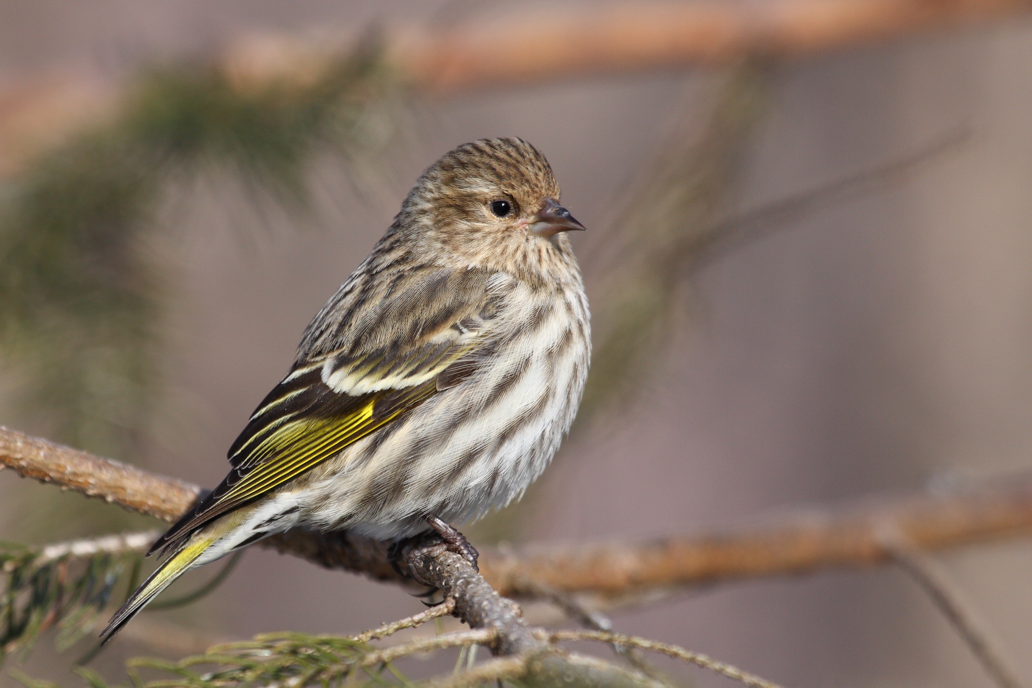 Passeriformes - Fringillidae - Spinus pinus