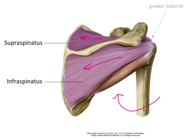 <p>Innervation: <strong>Suprascapular N </strong></p><p>Function:</p><ul><li><p><strong>arm abduction (initiate &amp; assist) </strong></p></li></ul><p></p>