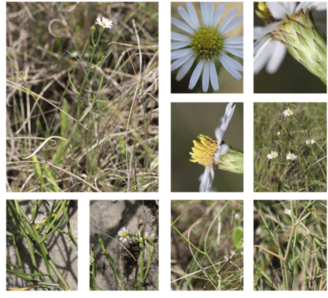 <p>-white ray flowers, yellow disc flowers<br>-brown tipped phyllaries<br>-very skinny stem, leaves<br>-zig zag stem??</p>