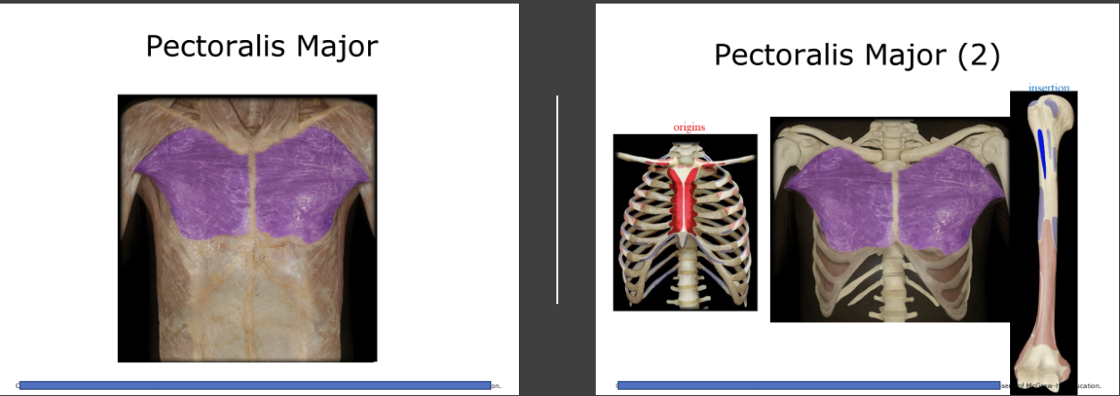 <p>The large muscles on each side of the chest that tapers laterally to insert on the humorous. Contracts the upper arm, also adducts them.</p>