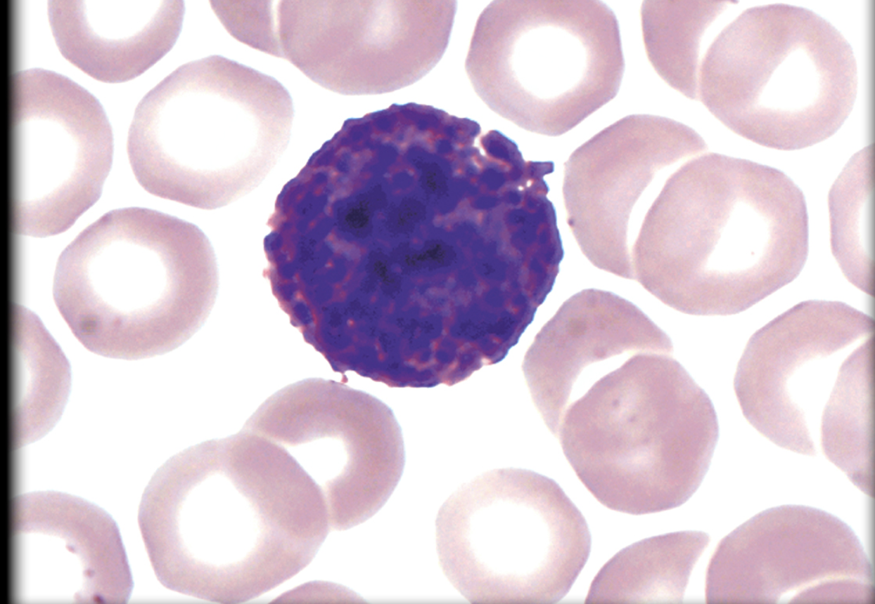 <p>What leukocyte is this?</p>