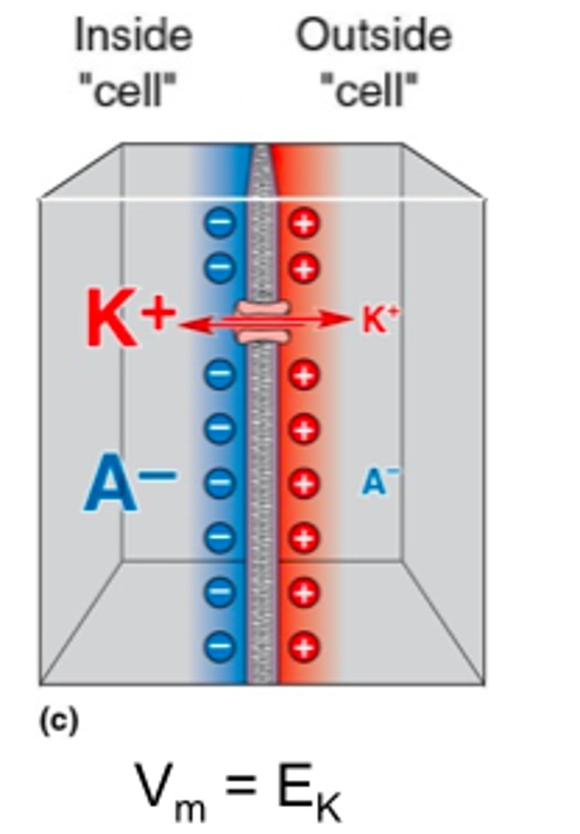 <p>The point where an ion is balanced between inside and outside the cell, so it stops moving.</p>