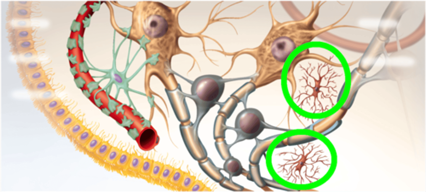 <p>- small glial cells, protective functions in the CNS</p><p>- in diagram in book, the Pink ones</p><p>- they are able to engulf/destory (phagocytose) pathogens and eliminate waste products from other cells</p><p>- least common type of glia cell</p>