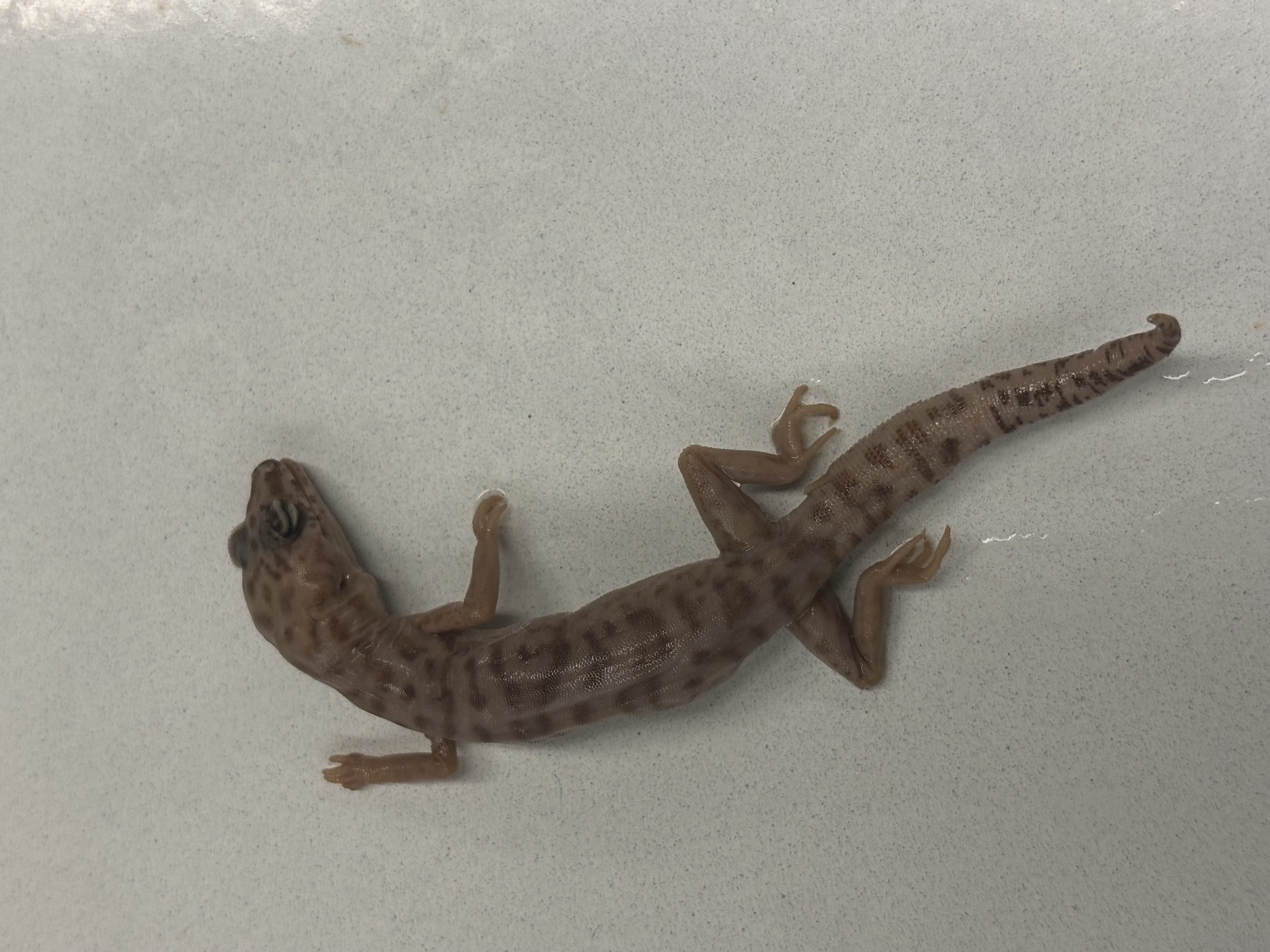 <p>Coleonyx variegatus</p>