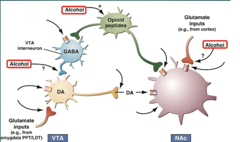 <ol><li><p><span style="background-color: transparent; font-family: "Times New Roman", serif;"><span>GABA interneurons synthesize and release GABA on the dopamine cell body, inhibits dopamine release so there isn’t too much firing at once </span></span></p></li><li><p><span style="background-color: transparent; font-family: "Times New Roman", serif;"><span>Opioid Peptides regulates the GABA interneurons </span></span></p></li><li><p><span style="background-color: transparent; font-family: "Times New Roman", serif;"><span>Alcohol has three specific effects in this system</span></span></p></li></ol><p></p>