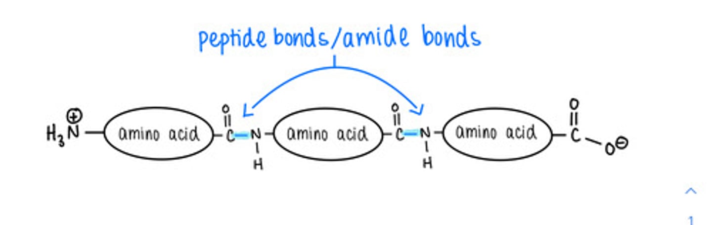 <p>peptide</p>