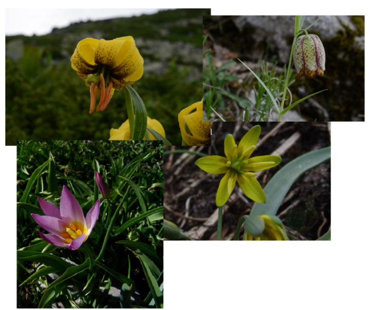 <ul><li><p>geofyt</p></li><li><p>bladeren parallelnervig</p></li><li><p>bloeimen tuil of tros</p></li><li><p>bloemen tweeslachtig</p></li><li><p>bloemen straalsgewijs symmetrisch</p></li><li><p>3-tallig</p></li></ul>