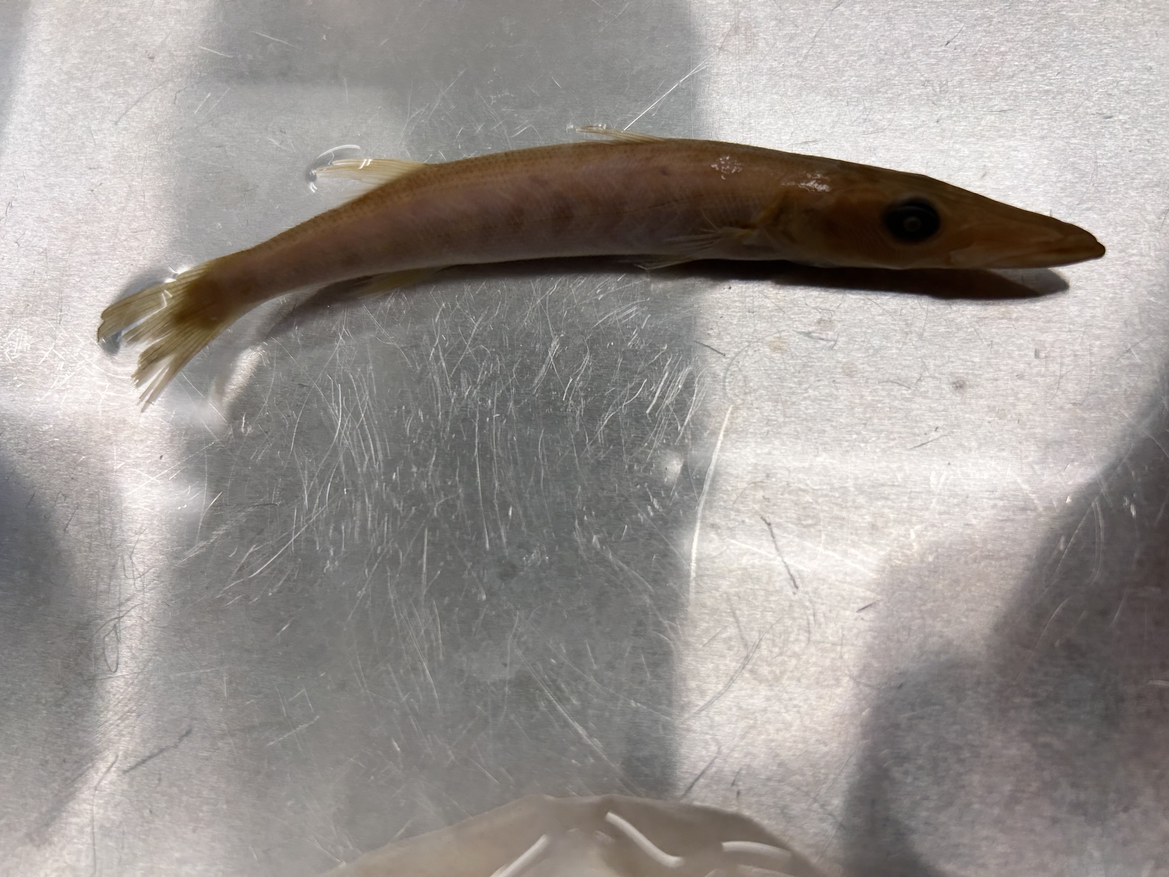 <p>great barracuda </p>
