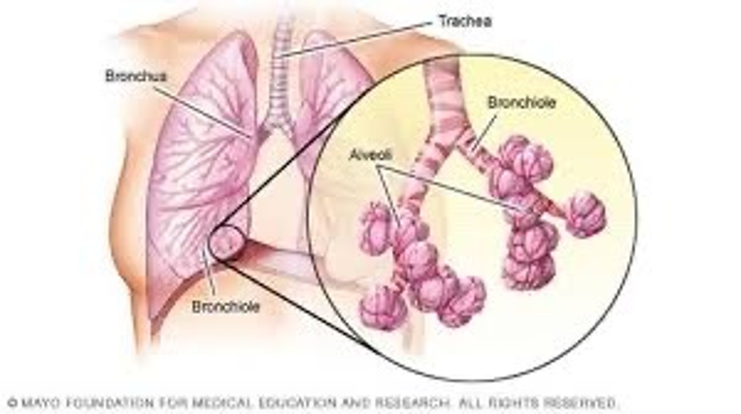 <p>small branches of the bronchi; carry air in the lungs</p>