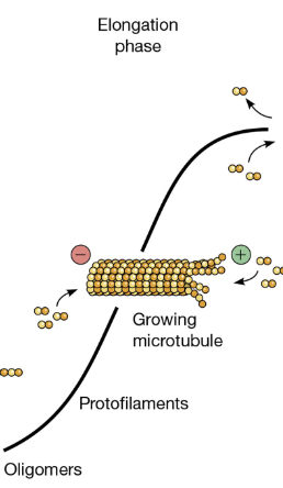 <ul><li><p><mark data-color="rgba(0, 0, 0, 0)" style="background-color: rgba(0, 0, 0, 0); color: inherit;">microtubules lengthen by adding GTP-bound tubulin dimers, forming a stable GTP-cap at the plus-end, allowing them to grow and probe the cell</mark></p></li><li><p><span><span>growing microtubules</span></span></p></li></ul><p></p>