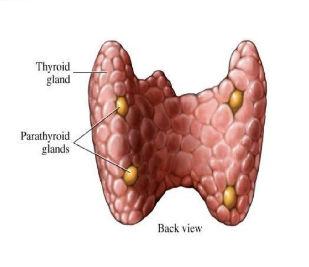<p>location: sternum</p><p>releases calcitonin, triiodothyronine (T3) and thyroxine (T4)</p>