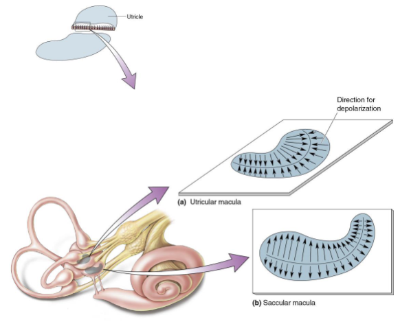 <p>Array of orientations within organ</p><ul><li><p>Saccular macula – vertically oriented</p></li><li><p>Utricular macula – horizontally oriented</p></li></ul><p>Allows measures of <strong><u>all possible linear movements</u></strong></p><p></p>