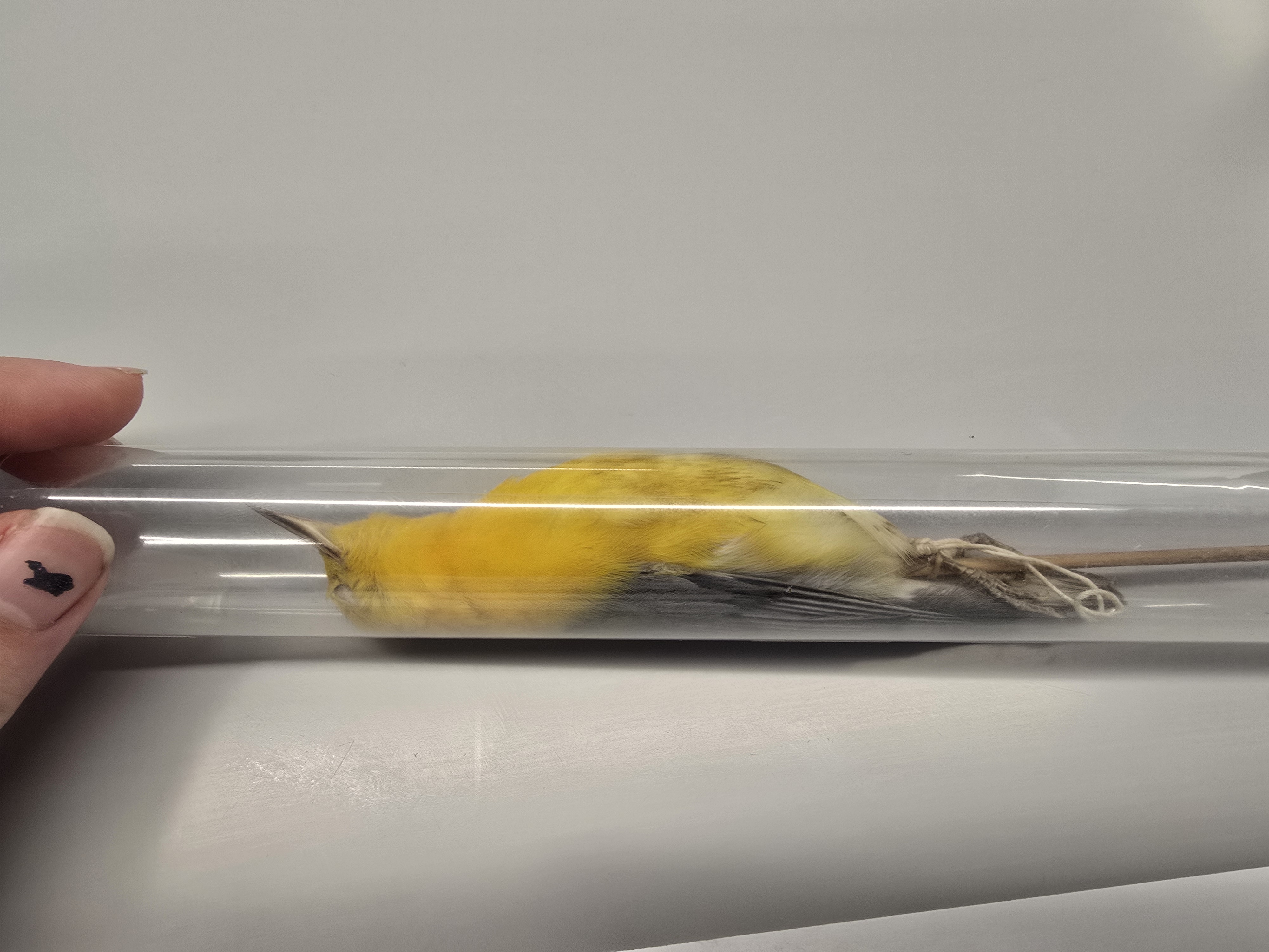 <p><span><span>Parulidae</span></span></p>