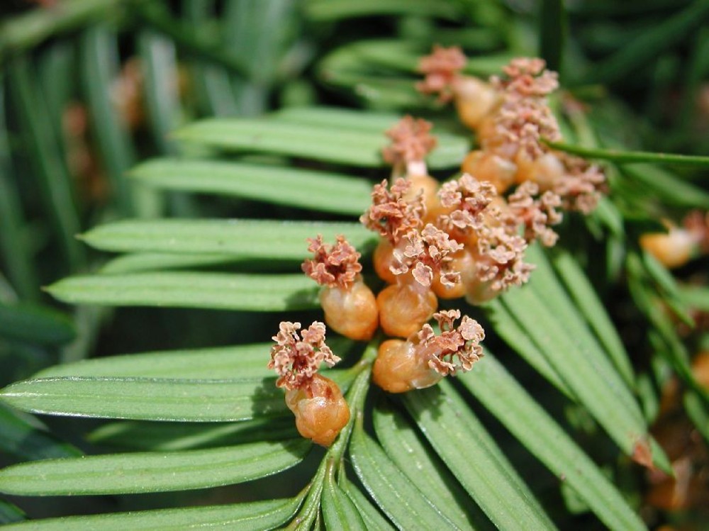 <p>Canada yew, Taxus canadensis, Taxaceae</p>