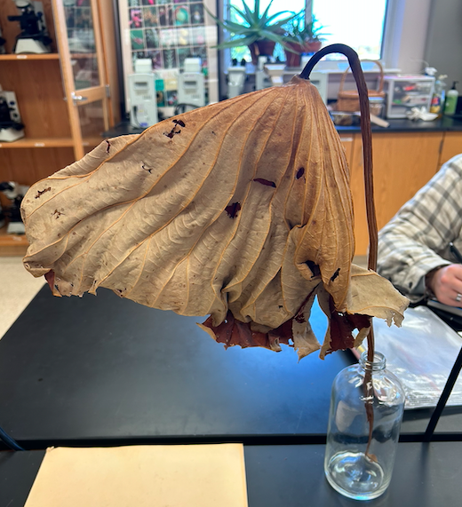 <p>Nelumbonaceae</p><p><em>Nelumbo</em></p>