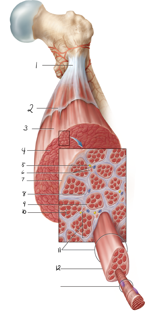 1\.Tendon

2\.Fascia

3\.Skeletal muscle

4\.Muscle fascicle

5\.Nerve

6\.Blood vessels

7\.Epimysium

8\.Endomysium

9\.Muscle fiber

10\.Muscle Fascicle

11\.Perimysium

12\.Muscle fiber