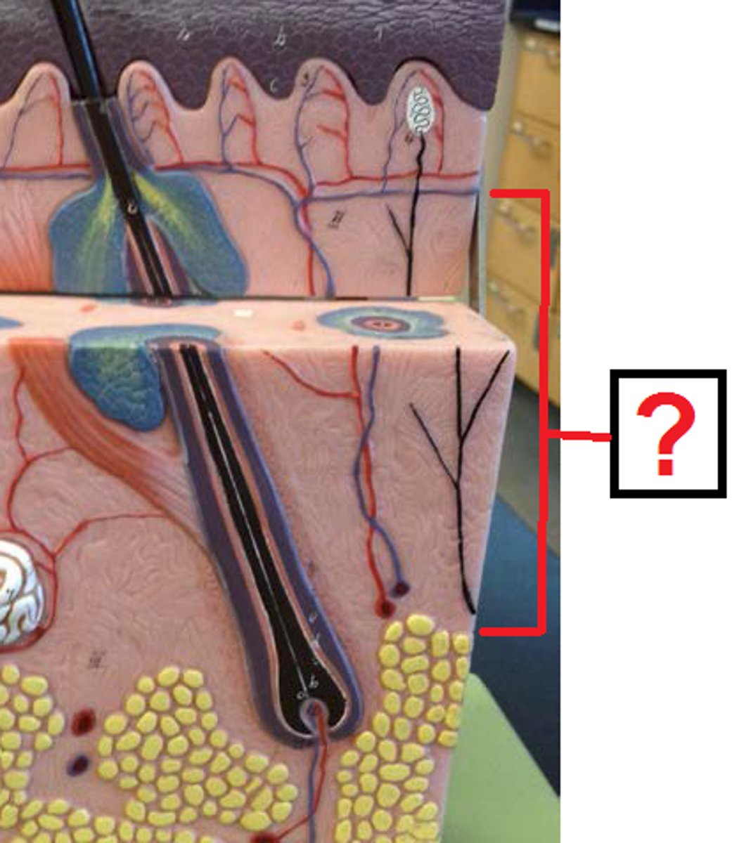 <p>Attached to subcutaneous layer, bundles of thick collagen fibers, wandering macrophages and other floating cells, fibroblasts; some adipose cells in the deepest layers; coarse elastic fibers; collagen fibers form a weave network that is more regular than the papillary region (helps resist skin stretching); blood vessels, nerves, sebaceous (oil) glands, suderiferous (sweat) glands occupy spaces between fibers; combination of collagen and elastic fibers provide the skin strength, extensibility, elasticity</p>