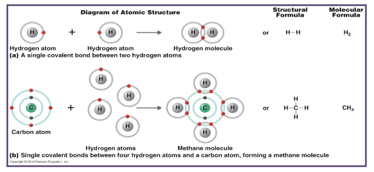 <p>water is formed as a result of a covalent bond in between hydrogen and oxygen</p>