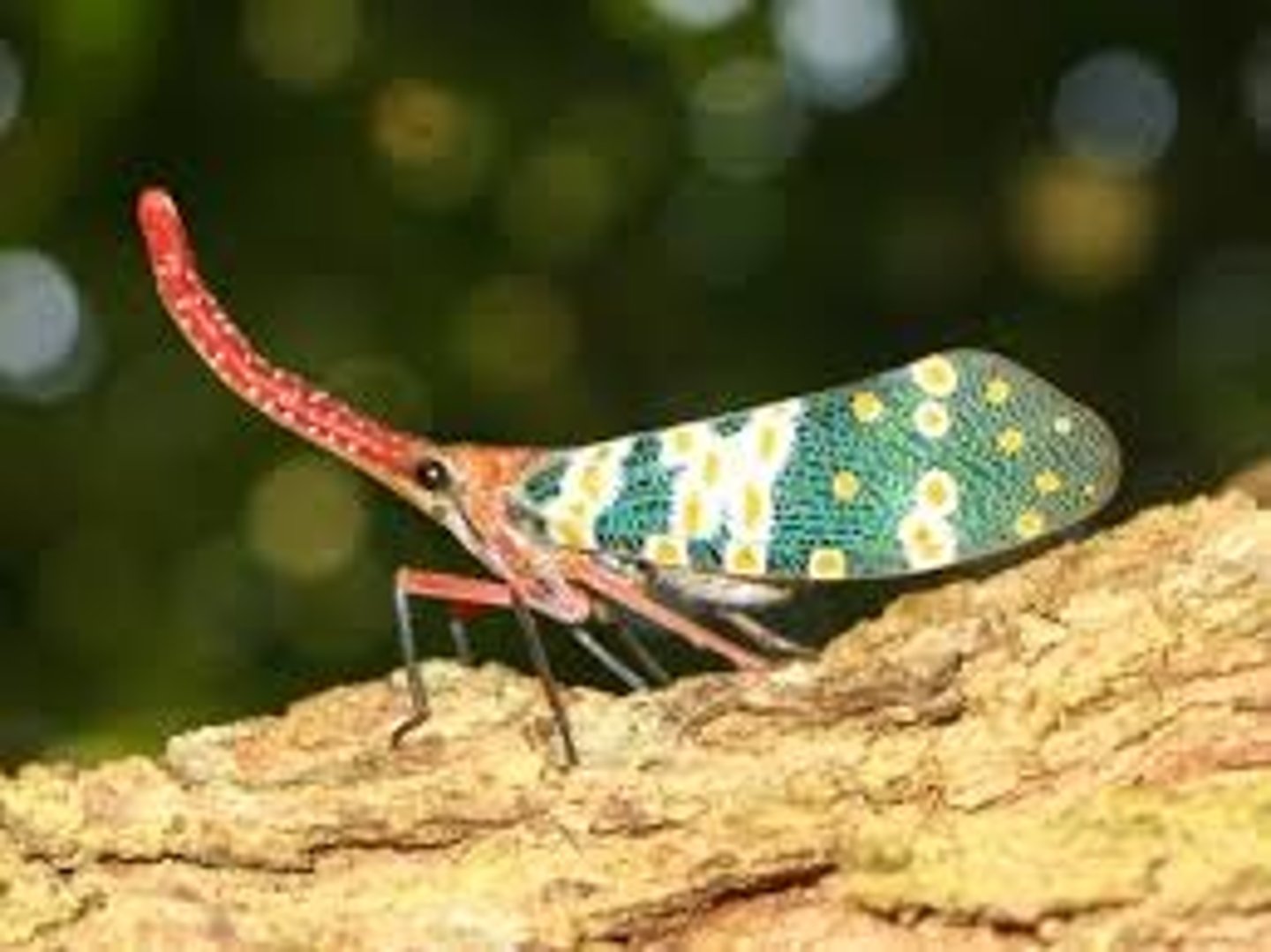 <p>Lantern-flies, peanut headed bugs, &amp; planthoppers</p>