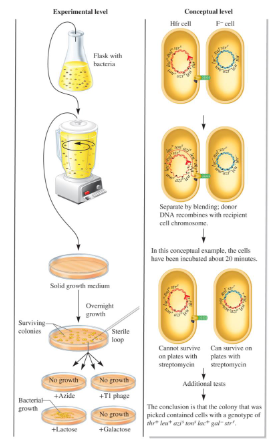 <p>Wollman and Jacob used an Hfr and F- strain that had opposite genotypes for seven different genes. They already knew that the genes coding for threonine and leucine in Hfr were transferred first in that order. They proposed that by interrupting conjugation at various times, they could determine the order of the remaining genes in the Hfr chromosome as it is transferred to the F- strain. All genes except that encoding for streptomycine resistance (str<sup>r</sup>) was tested (streptomycin was used to kill the Hfr donor cells after conjugation while the recipient cells were resistant and coded for this gene). What steps did they take to conduct this experiment?</p>