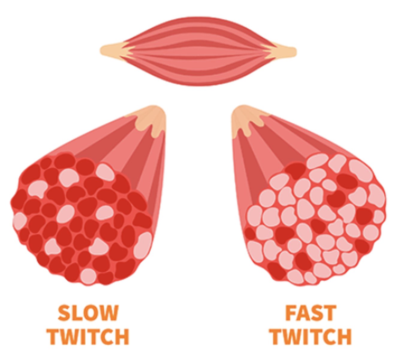 <p>Skeletal muscles contain slow-twitch (type I) and fast-twitch (type II) fibers, which differ in contraction speed, metabolic pathways, and response to muscle damage.</p>