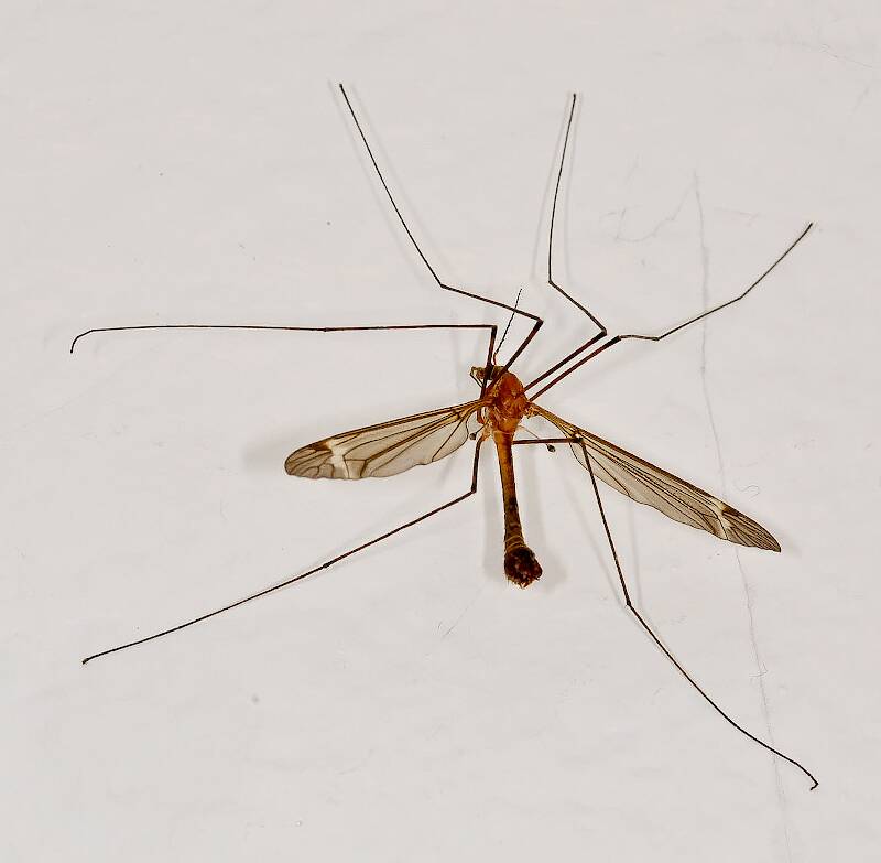 <p>Crane Flies</p><p>Order Diptera</p>