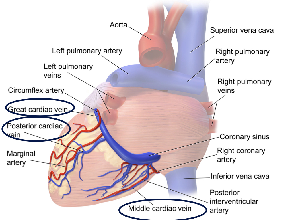 <p>return oxygen-depleted blood from the heart muscle back to the heart to be<strong> sent to the lungs</strong></p>