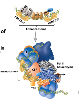 <p>any TFs that bind can interact</p><ul><li><p>have multiple binding sites as landing pads for transcription factors</p></li></ul><p>cooperative binding makes an enhanceosome, a nucleoprotein complex by bending or looping DNA</p><ul><li><p>binding certain proteins makes assembly of other proteins → combinatorial control</p></li><li><p>gene is only expressed with the correct combination of TFs in the cell</p></li></ul><p></p>