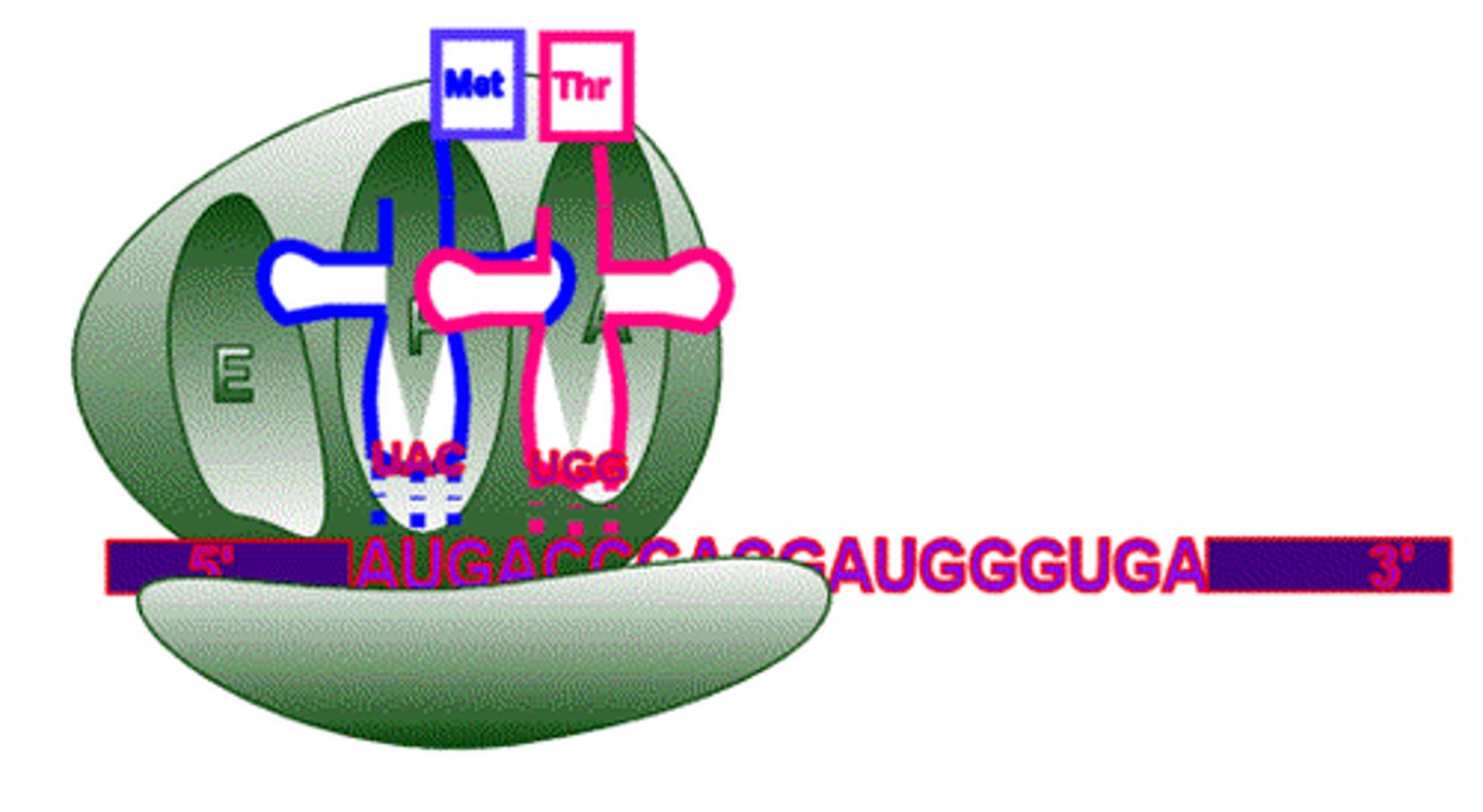<p>cytoplasmic organelles at which proteins are synthesized</p>