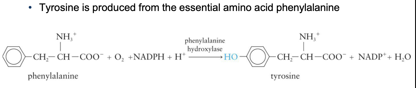 <p>Nonessential amino acids can be synthesized by the body</p><ul><li><p>Initiated by components of the glycolysis pathway and citric acid cycle</p></li><li><p>Glutamate, alanine, and aspartate are synthesized from α-keto acids via reactions catalyzed by transaminases</p><ul><li><p>Helps adjust proportions of amino acids to meet the body’s needs by taking part in biosynthesis</p></li><li><p>Alanine is produced from pyruvate and glutamate</p></li></ul></li><li><p>Asparagine and glutamine are formed from aspartate and glutamate by reaction of the side-chain carboxylate groups with ammonium ions</p></li></ul><p></p>