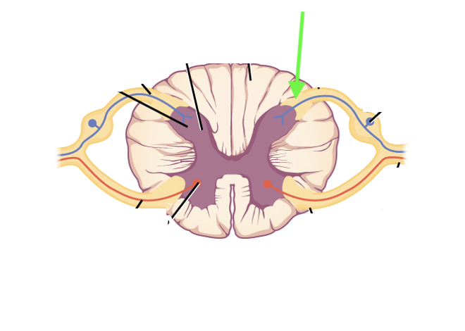 <p>what spinal cord area is this?</p>