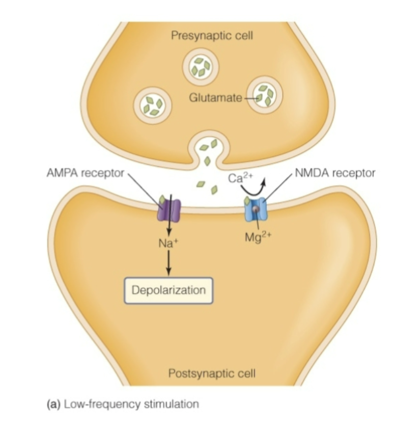 <ul><li><p>Pre-synaptic cells NT = usually <strong>glutamate</strong></p><ul><li><p>NT for AMPA receptor and NMDA receptor</p></li></ul></li><li><p><mark data-color="red" style="background-color: red; color: inherit;">AMPA</mark></p><ul><li><p>Ligand-gated sodium channel</p><ul><li><p>Receives glutamate, opens, allows Na+ in, Depolarization</p></li><li><p>AP more likely to occur</p></li></ul></li></ul></li><li><p><mark data-color="purple" style="background-color: purple; color: inherit;">NDMDA</mark></p><ul><li><p>Ligand-gated, Receives Glutamate</p><ul><li><p>But Mg2+ clogs pores of receptor, doesn’t allow Ca2+ to pass through in LOW FREQUENCY</p></li></ul></li></ul></li></ul><p></p>