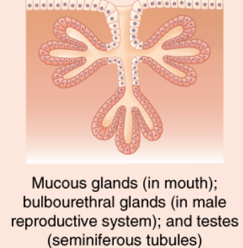 <p>Identify the exocrine gland</p>