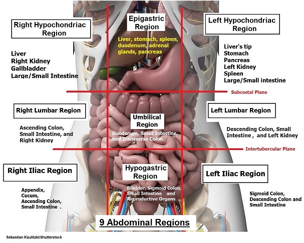 <p>The liver lies mainly in the right hypochondrium.</p><p><strong>A. Yes</strong></p><p></p>