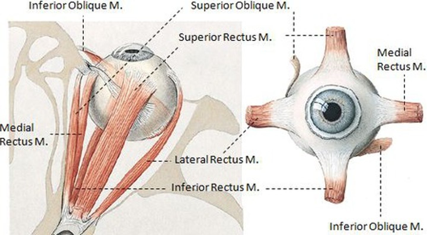 <p>superior rectus, inferior rectus, lateral rectus, medial rectus, superior oblique, inferior oblique</p>