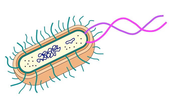 <ul><li><p>prokaryotic</p></li><li><p>has a cell wall</p></li><li><p>unicellular</p></li><li><p>heterotrophic or autotrophic</p></li><li><p>asexual reproduction</p></li></ul><p></p>