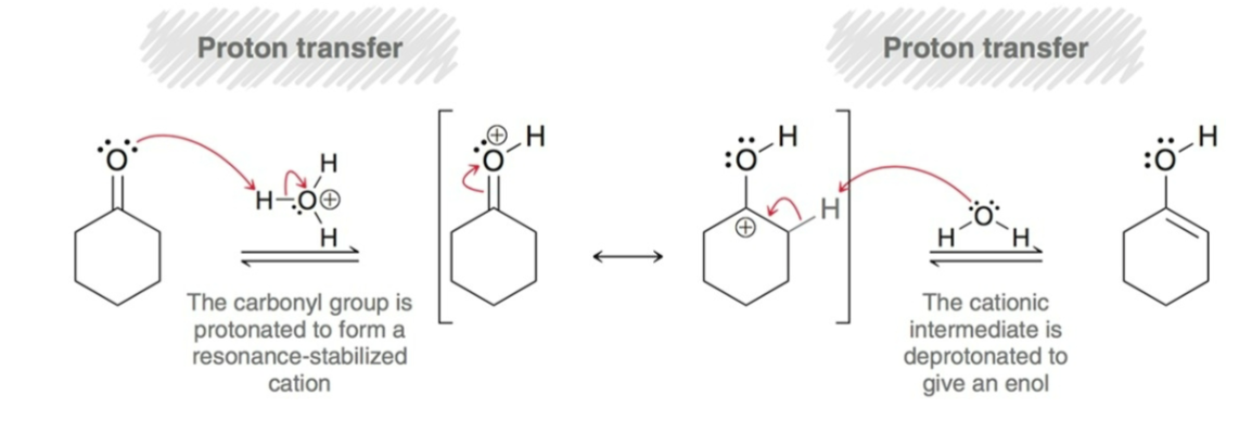<p>Enol Formation</p><ol><li><p><strong>Proton Transfer: </strong>carbonyl group is protonated to form a resonance-stabilized cation.</p></li><li><p><strong>Proton Transfer: </strong>cationic intermediate is deprotonated to give an enol.</p></li></ol><p></p>