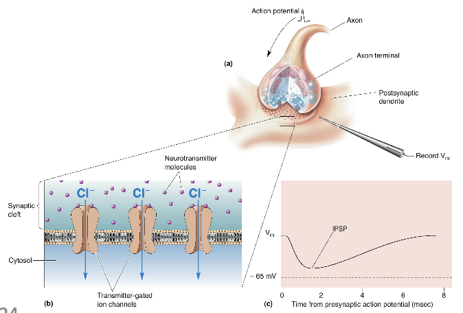 <p>decrease likelihood that the postsynaptic neuron will fire an AP</p>