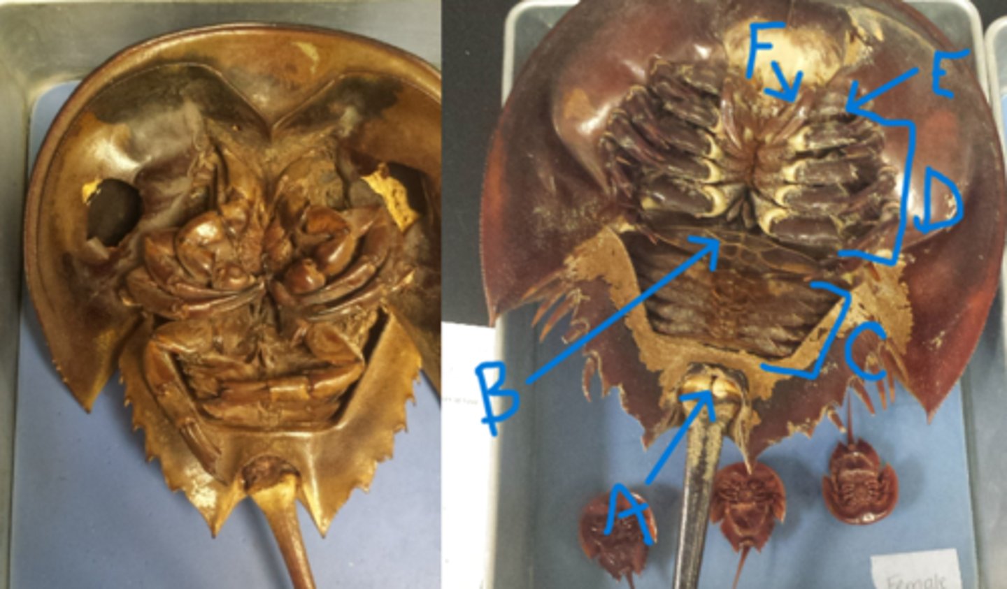 <p>What Phylum, Subphylum, and Class is this animal in?</p><p>What is A, B, C, D, E, and F pointing to?</p><p>What side is male and what side is female?</p>