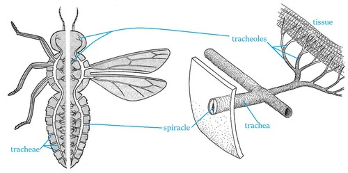 <p>Consists of series of small holes in the exoskeleton called spiracles</p><p>These open to a network of fine tubes called tracheae (lined with rings of chitin)</p><p>Tracheae sub-divide into tubes of smaller diameter called tracheoles (unlined)</p><p>Tracheoles end at body cells</p>