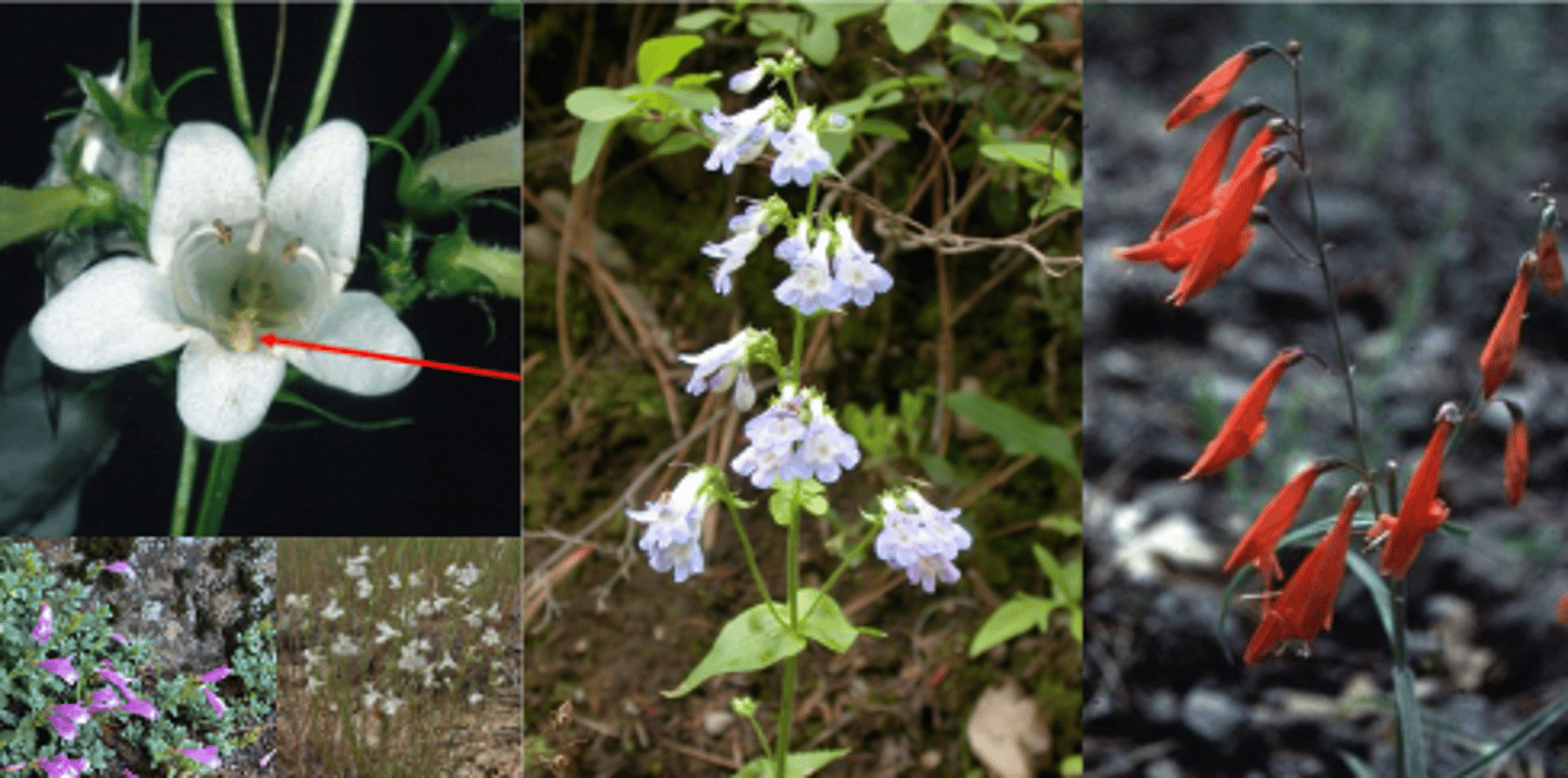 <p>What gennus has these characteristics? </p><p>Found in Drier or Alpine areas </p><p>Sterile Filament with Hairs = Beardtongue </p><p>1) Opposite Leaves </p><p>2) Bilateral Flowers </p><p>3) Racemes </p><p>4) Fruit = Capsules </p>