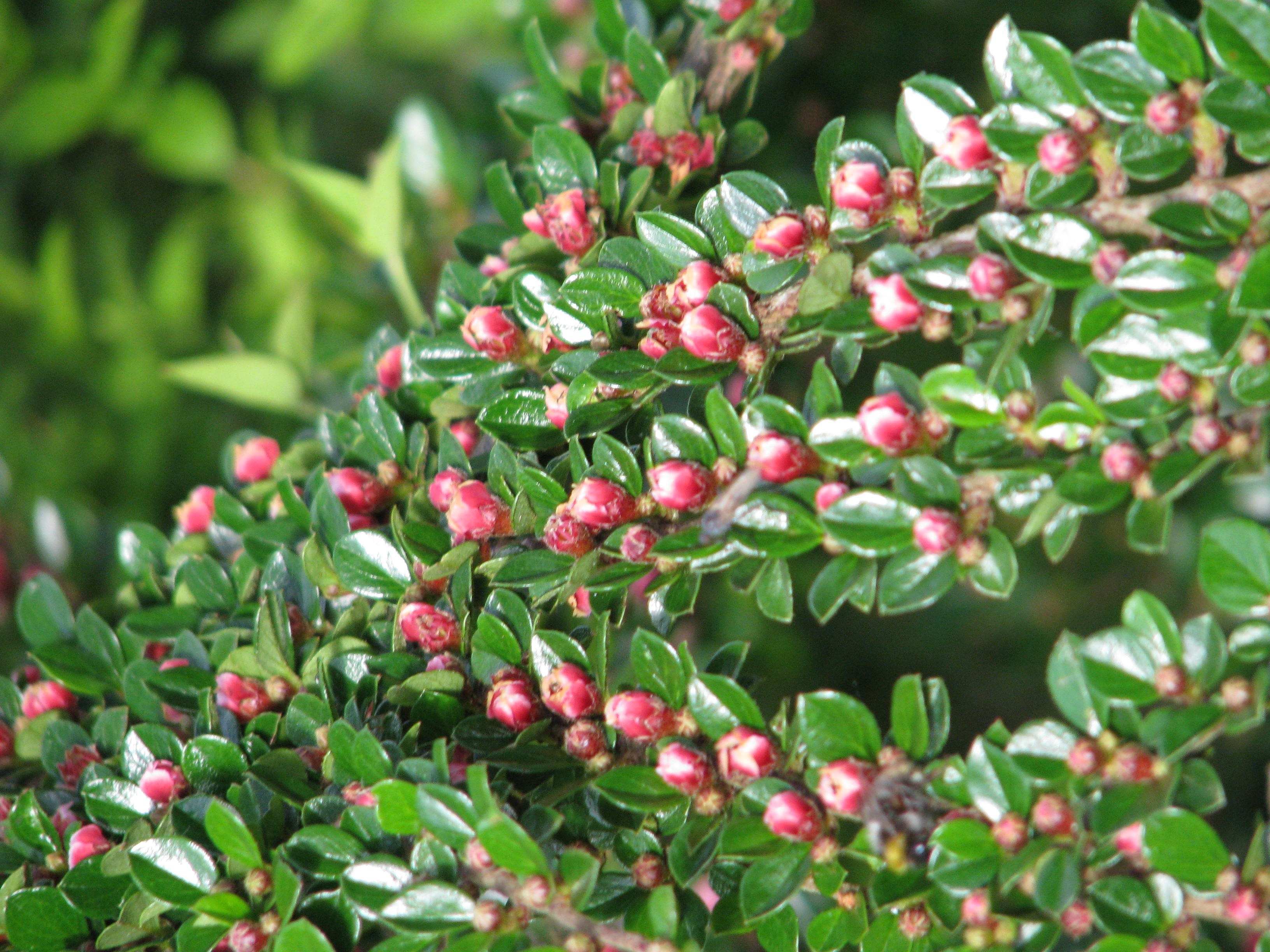 <p><em>Cotoneaster horizontalis</em>, rock cotoneaster, Rosaceae</p>