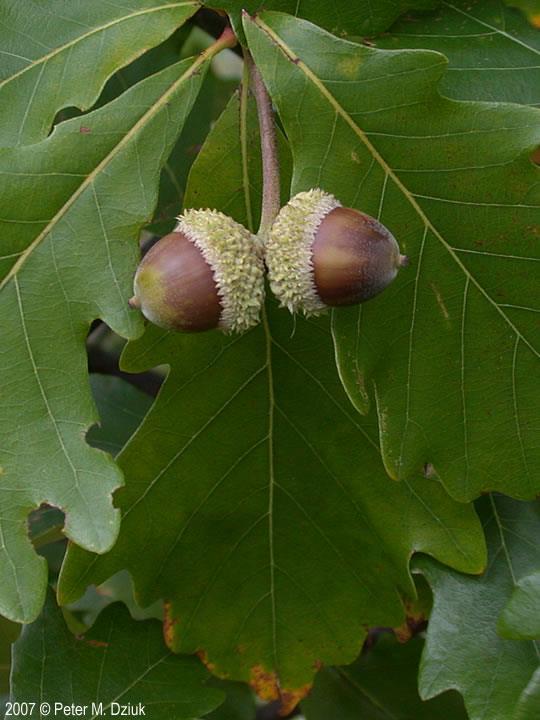 <p><em>Quercus bicolor</em></p>