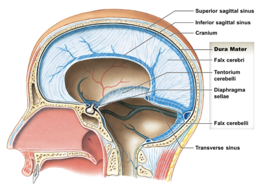 * dura mater: tough, fibrous outer layer that connects to cranium and folds inward; holds dural sinuses
  * dural sinuses: drain blood/CSF into internal jugular vein

\
* falx cerebri
* tentorium cerebelli
* falx cerebelli
* diaphragma sellae