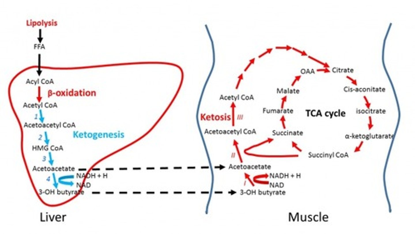 <p>False. Ketogenesis primarily occurs in the LIVER.</p>