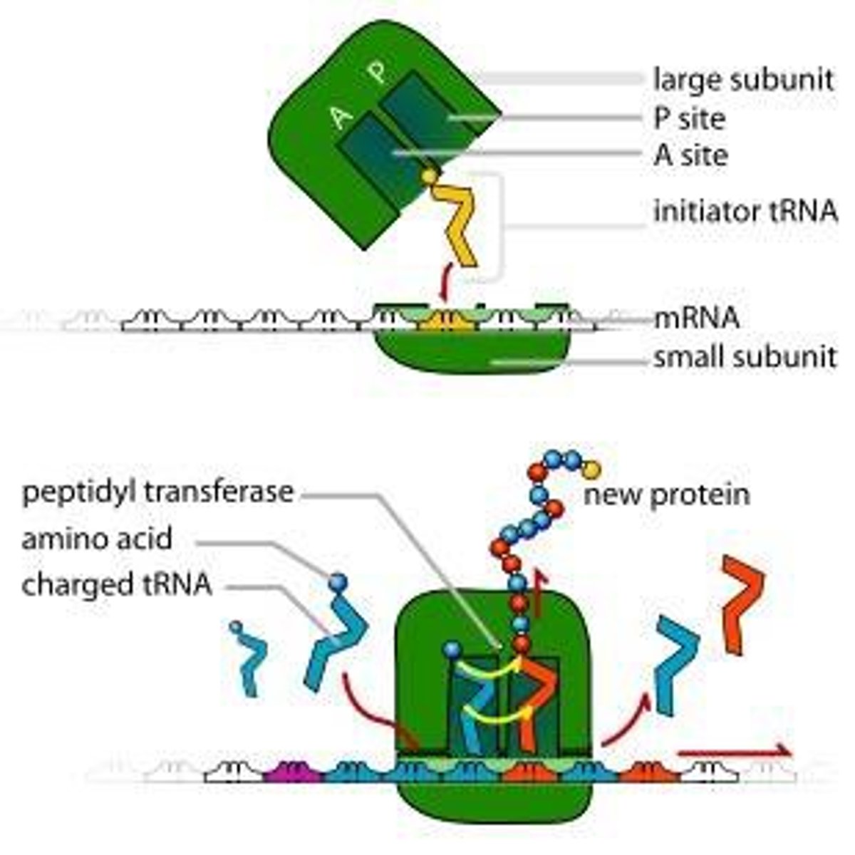 <p>-occurs when the codon in the A site is a stop codon</p><p>-release factor places a water molecule on the polypeptide chain and thus releases the protein</p><p>- peptidyly transferase and termination factors to hydrolyze complete polypeptide chain from final tRNA</p>